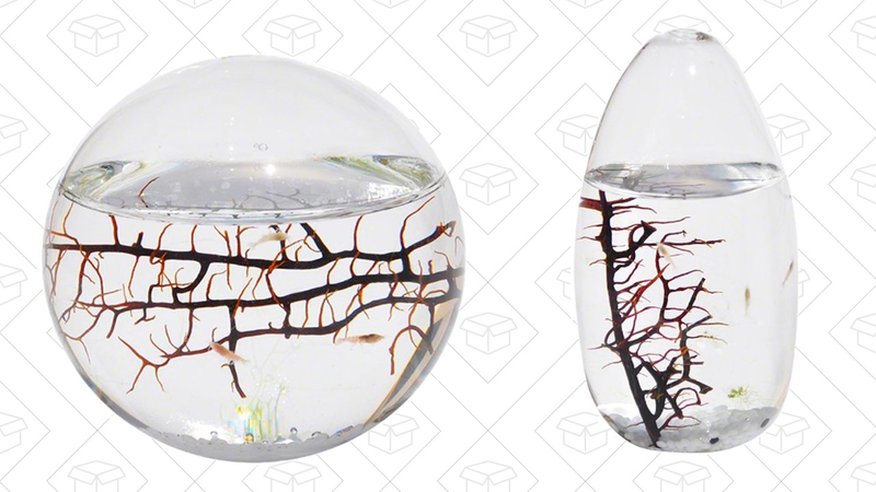 EcoSphere Closed Aquatic Ecosystem, Small Pod | $44 | AmazonEcoSphere Closed Aquatic Ecosystem, Medium Sphere | $125 | Amazon